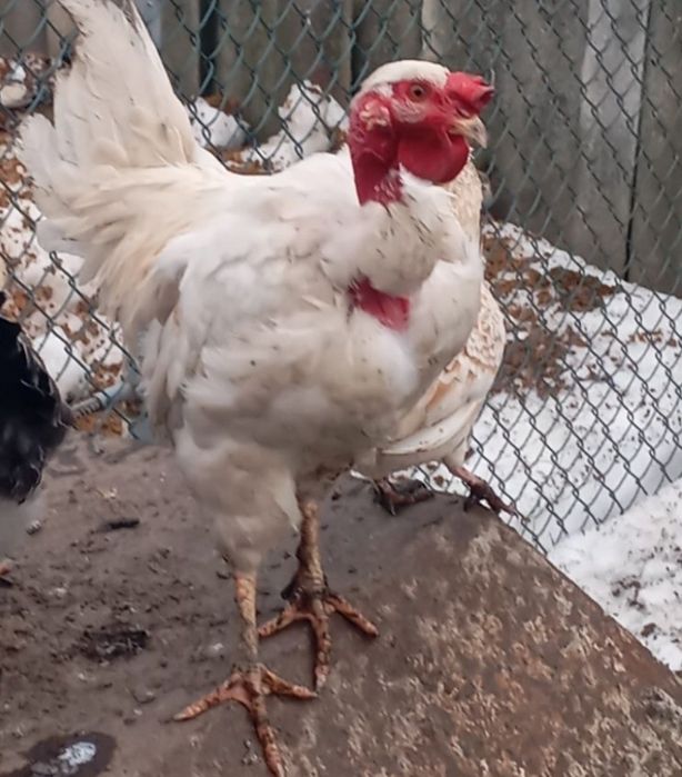 віддам в добрі руки