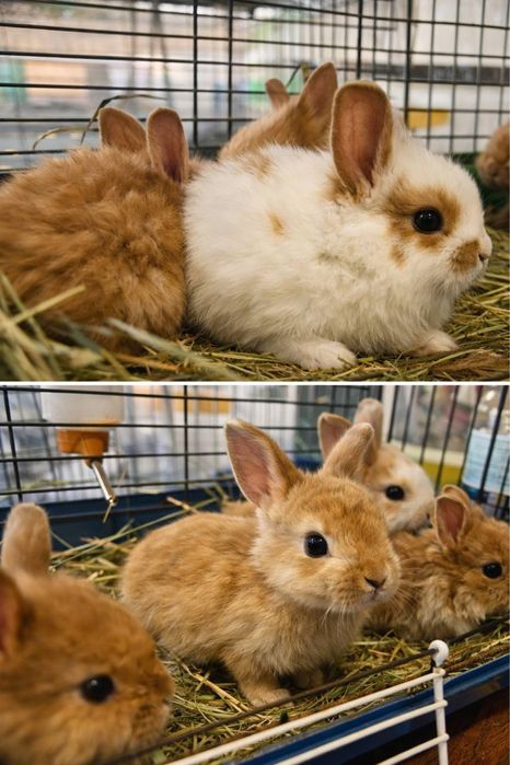 Кролики  від 1 місяця