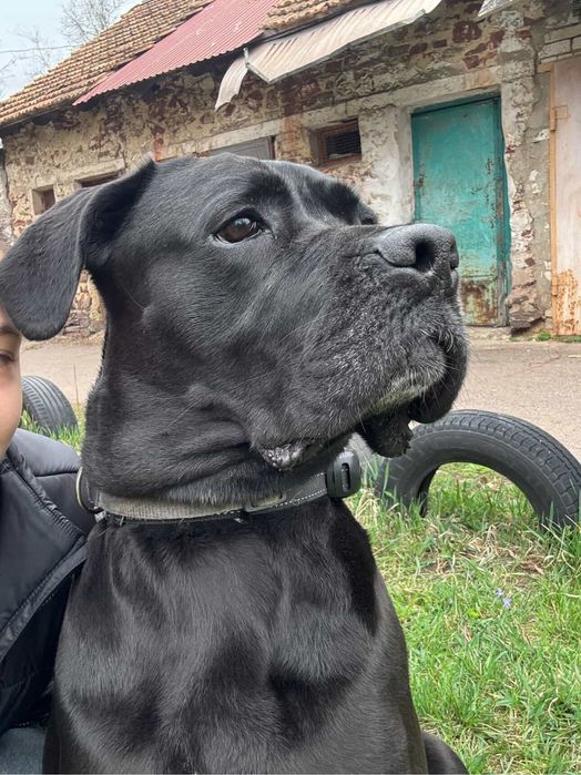 Отдаём собаку в хорошие руки