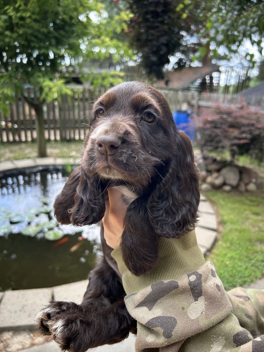 Cocker Spaniel, suczka 8-tygodniowa