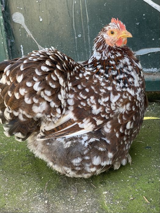 2 casais de galinhas pekin