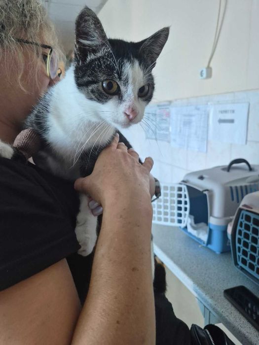 Котик Фугас ищет семью, 10 мес