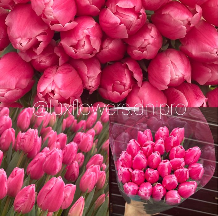 Тюльпан ОПТ, букети