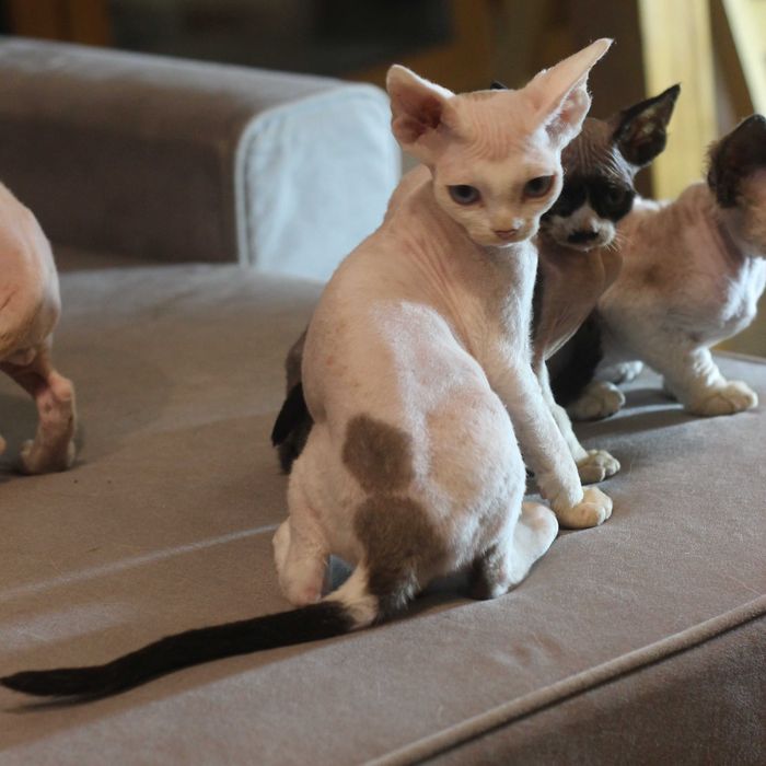 Ufo - arlekin Devon Rex po Championie