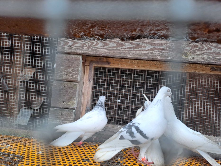 Gołebie Jasne perłowe pasiate