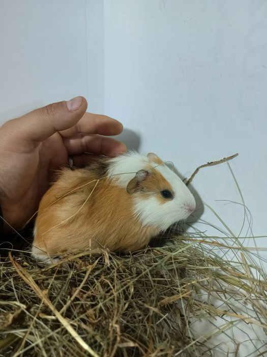 Морська свинка,морські свинки,свинки морські,морська свинка