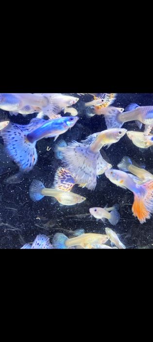 Gupik gupiki mozaika platynowa czerwona i niebieska