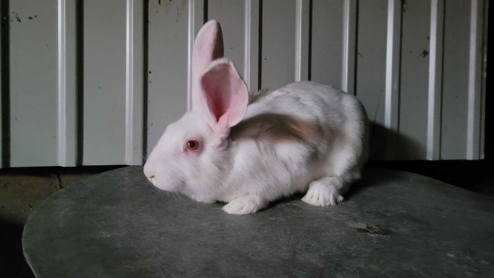 Продам кролі білий панон