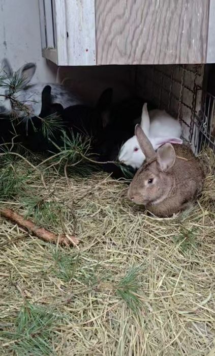 Króliki  młode samicę