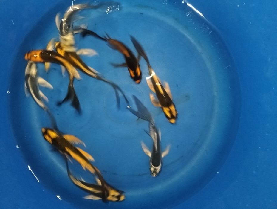 Carpa koi véu  Kabuto  12 a 15cm "promoção" -15%