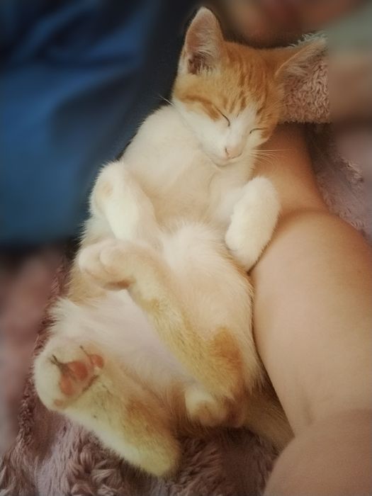 тварини Коти 6 місяців