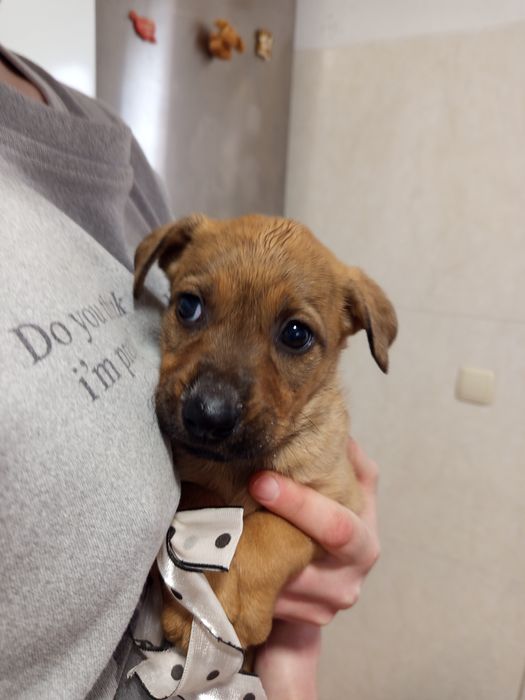 Продаются маленькие щенки