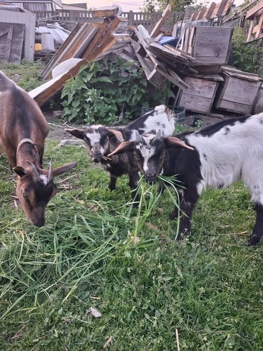 Kozy miniaturki