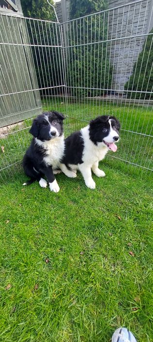 Border collie szczeniak warto zobaczyć!