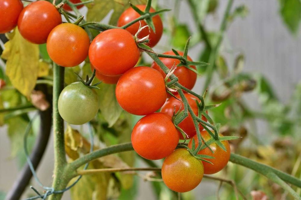 Nawóz organiczny Pokrzywa 5 Litrów