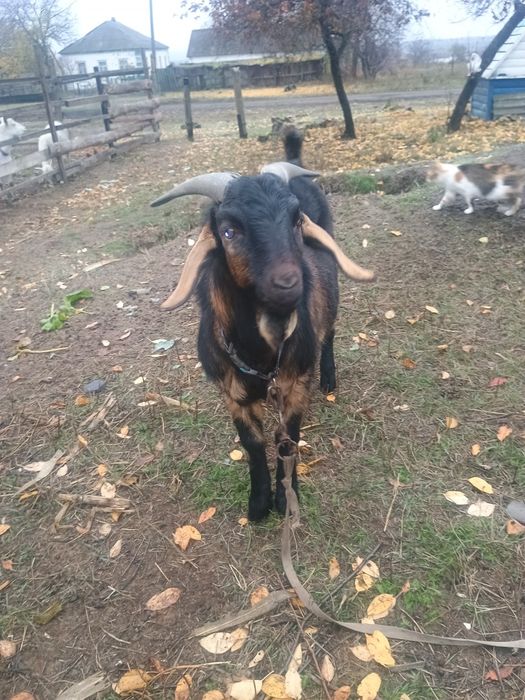 Продам племінного козла