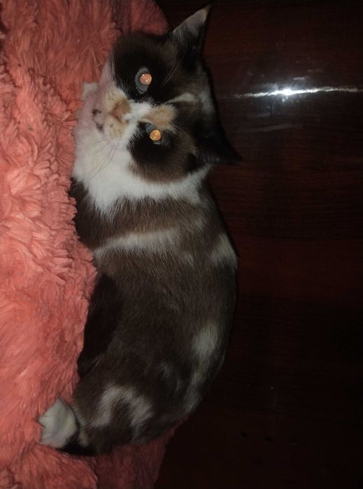 Голубоглазая красотка