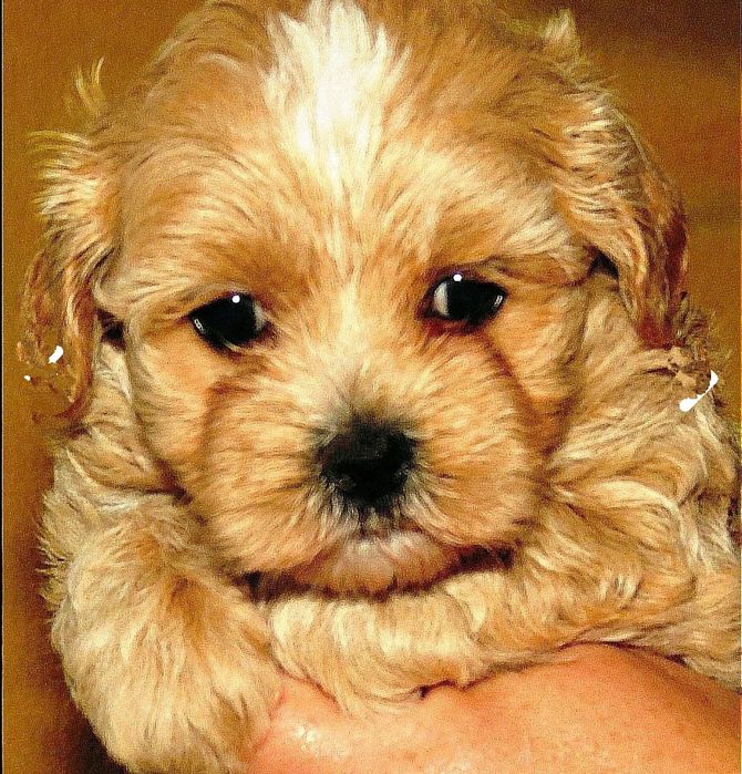 Мальтипу ф-1 професійне розведення