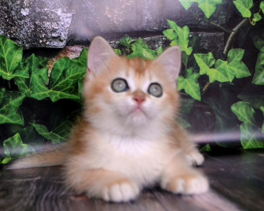 Чистокровнi шиншили