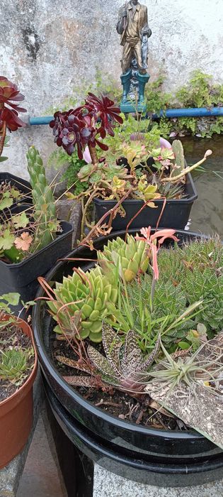 Leguminosa, catos, plantas vários tamanhos diferentes tipos  ..