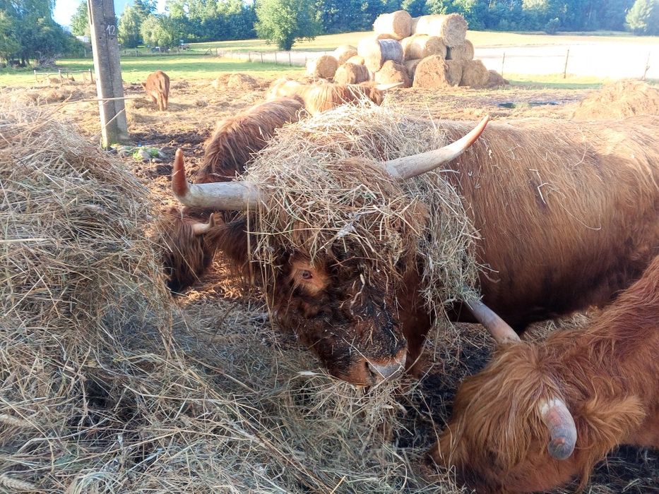 Byk rozpłodowy 100% highland cattle możliwa zamiana.