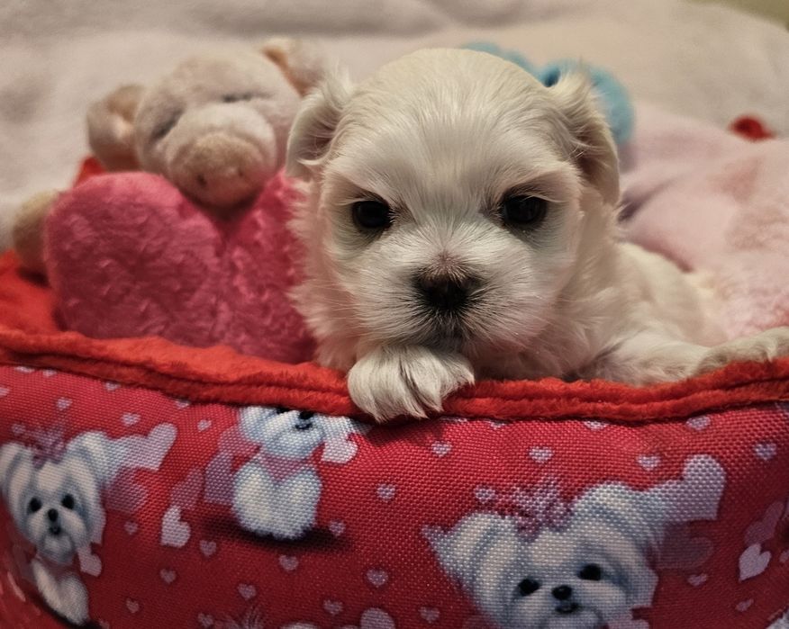 Maltańczyk piękna sunia [FCI]