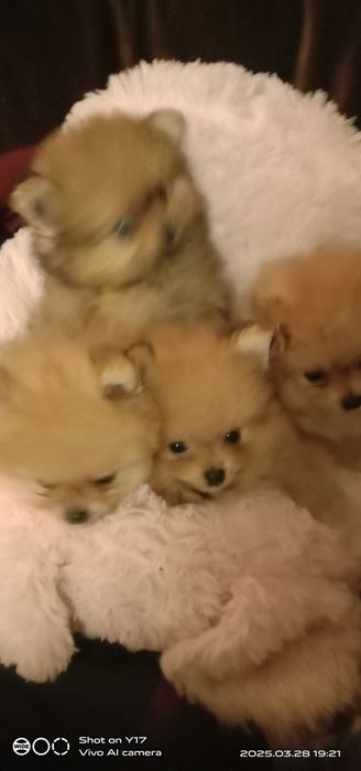 Померанський шпіц. Продаж