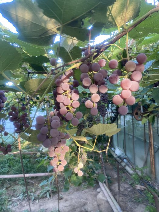 Winogron ciemny na wino do jedzenia
