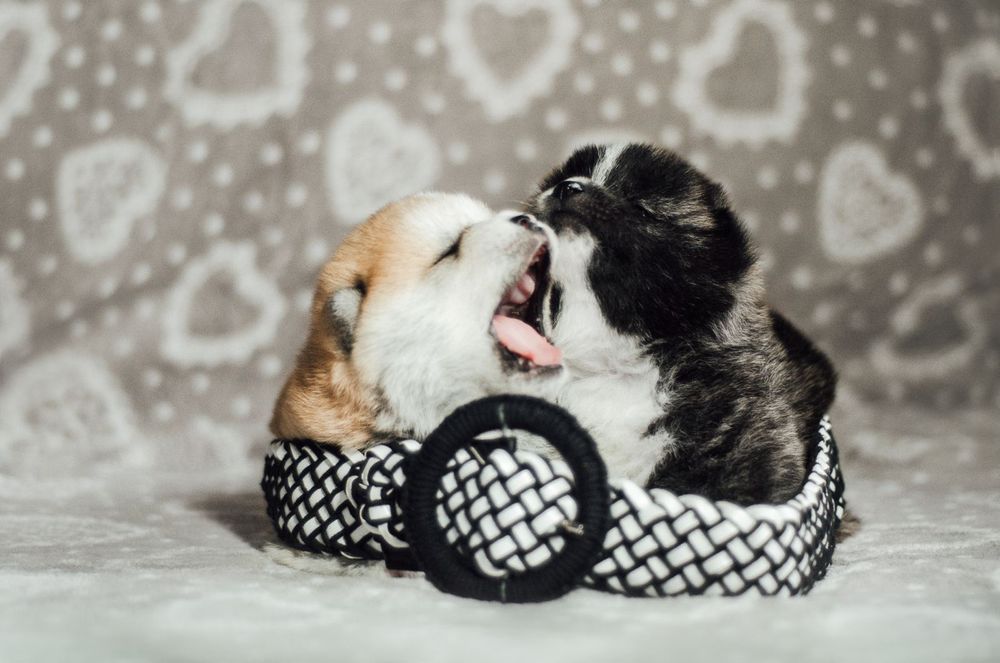 Акита ину  щенки