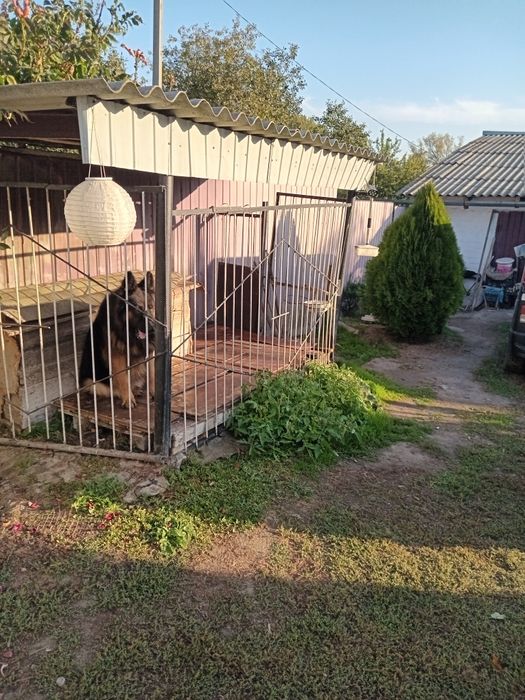 Продам дом в селі Шевченковка