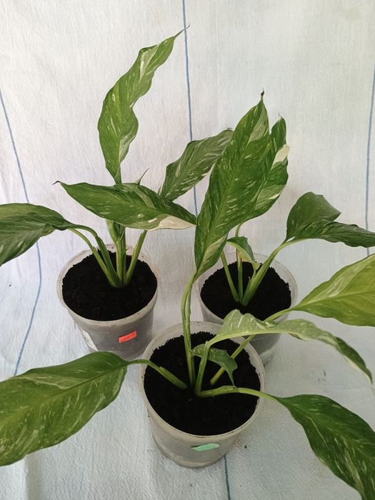 Спатифілум Джеміні