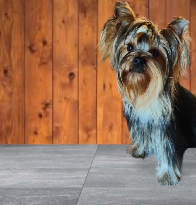 Chłopczyk York ZkwP Fci