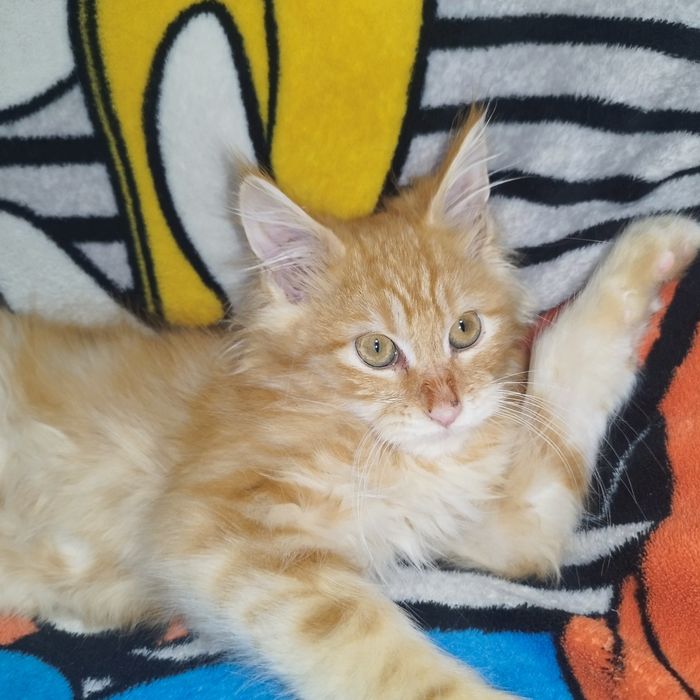 Dziewczynka Maine Coon