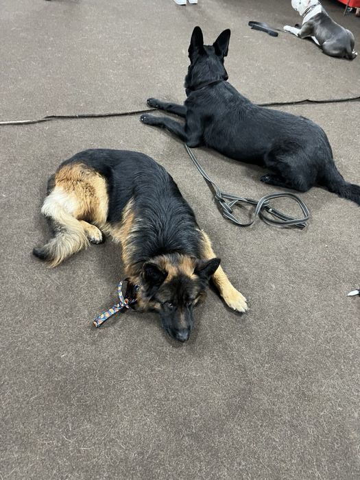 Кинолог, дрессировка Днепр kinologmarianna