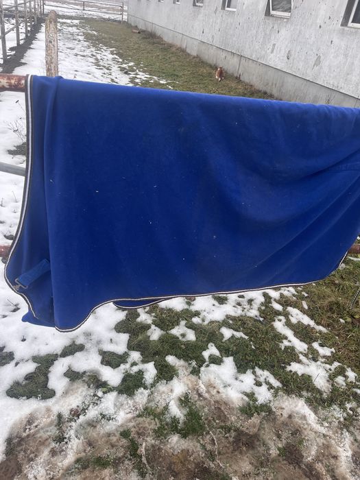 Niebieska derka polarowa