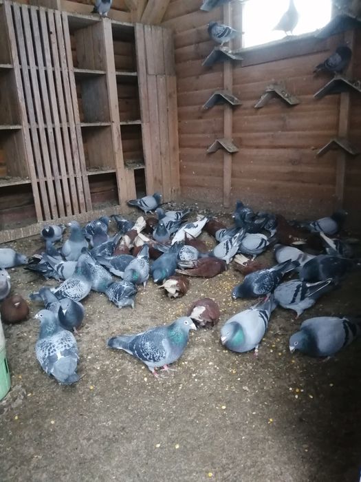 Sprzedam gołębie pocztowe i orliki