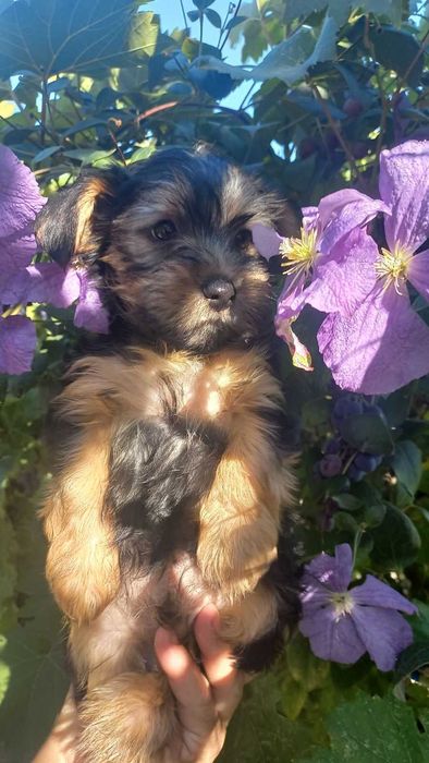 Гарні та грайливі цуценята йорчики