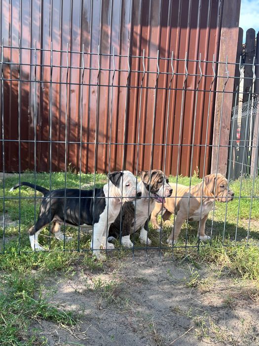 American Staffordshire Terrier Amstaff Suczka