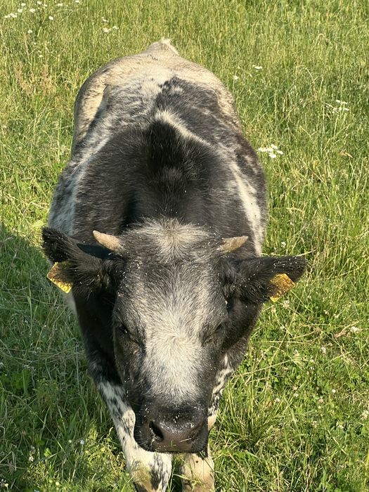 Jałówka Belgian Blue