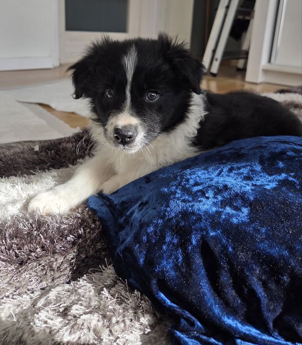 Wyjątkowy szczeniak Border Collie - hodowla BlueSky Collies!