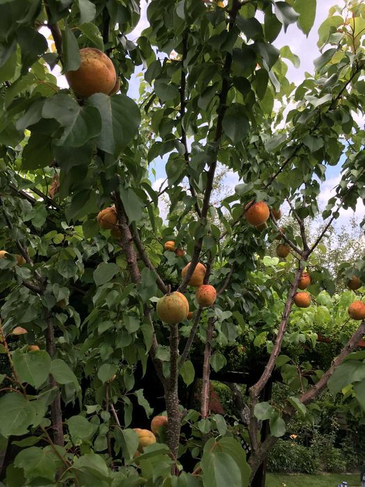 Działka ROD na sprzedaż