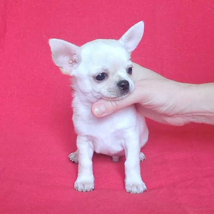 Цуценята Чихуахуа з родоводом КСУ-FCI