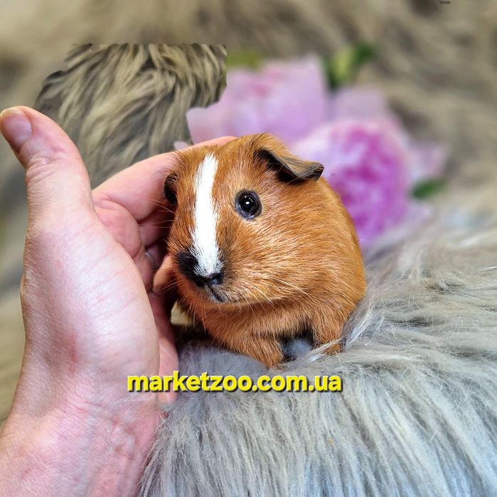 Морська свинка, морская свинка, морские, свинки Калифорния, морські