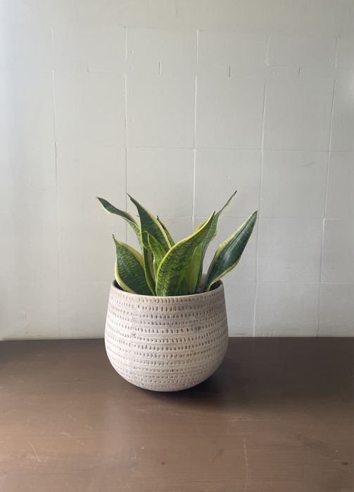 Espada de Santa Barbara | Snake Plant