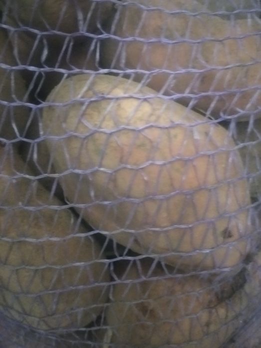 Велика  картопля