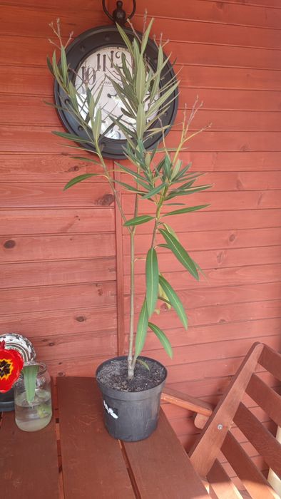 Oleander 3 letni różowe kwiaty