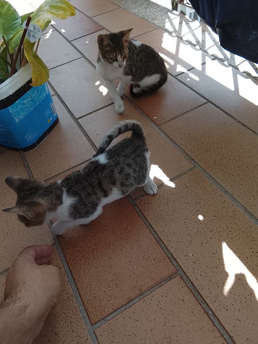 Gatos bebês para adoção