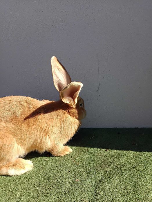 Króliki samica żółta i niebieska