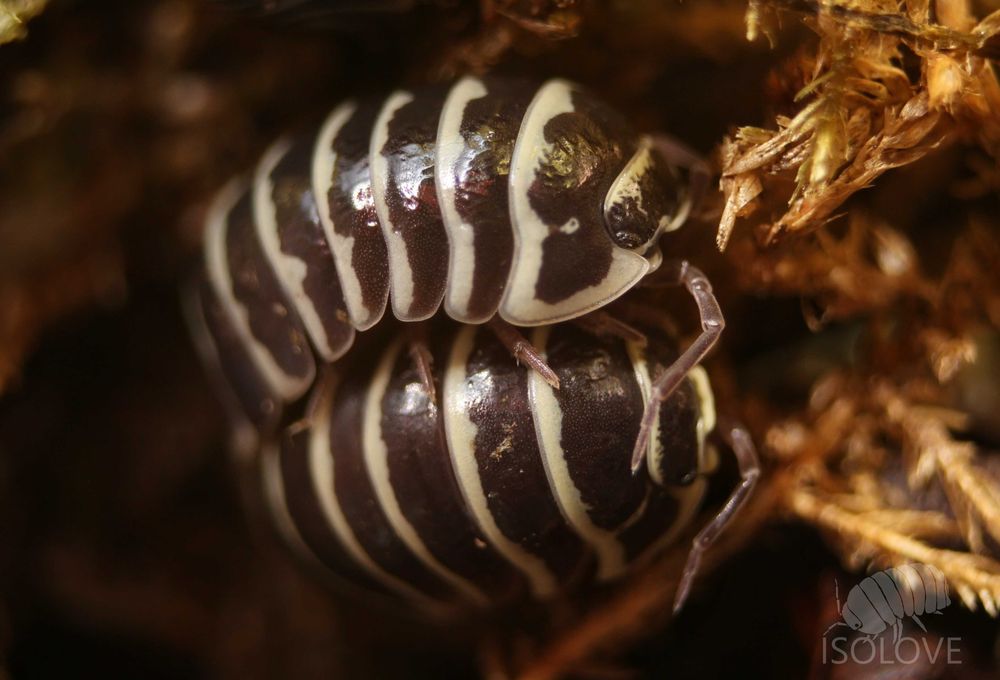 Armadillidium maculatum, równonogi zebra, isopoda, prosionki, kulanki