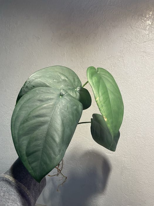 Сингоніум макрофілум, Пеперомія, маранта